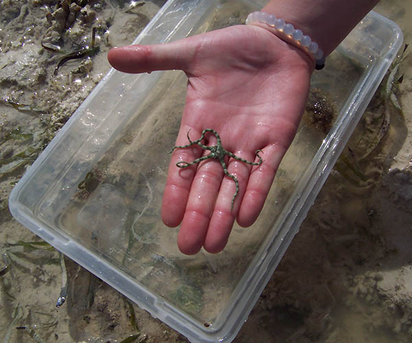 A very small worm-like creature resting in the palm of someone's hand. A clear plastic container of water and more creatures behind.