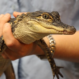 a small alligator being held by a person